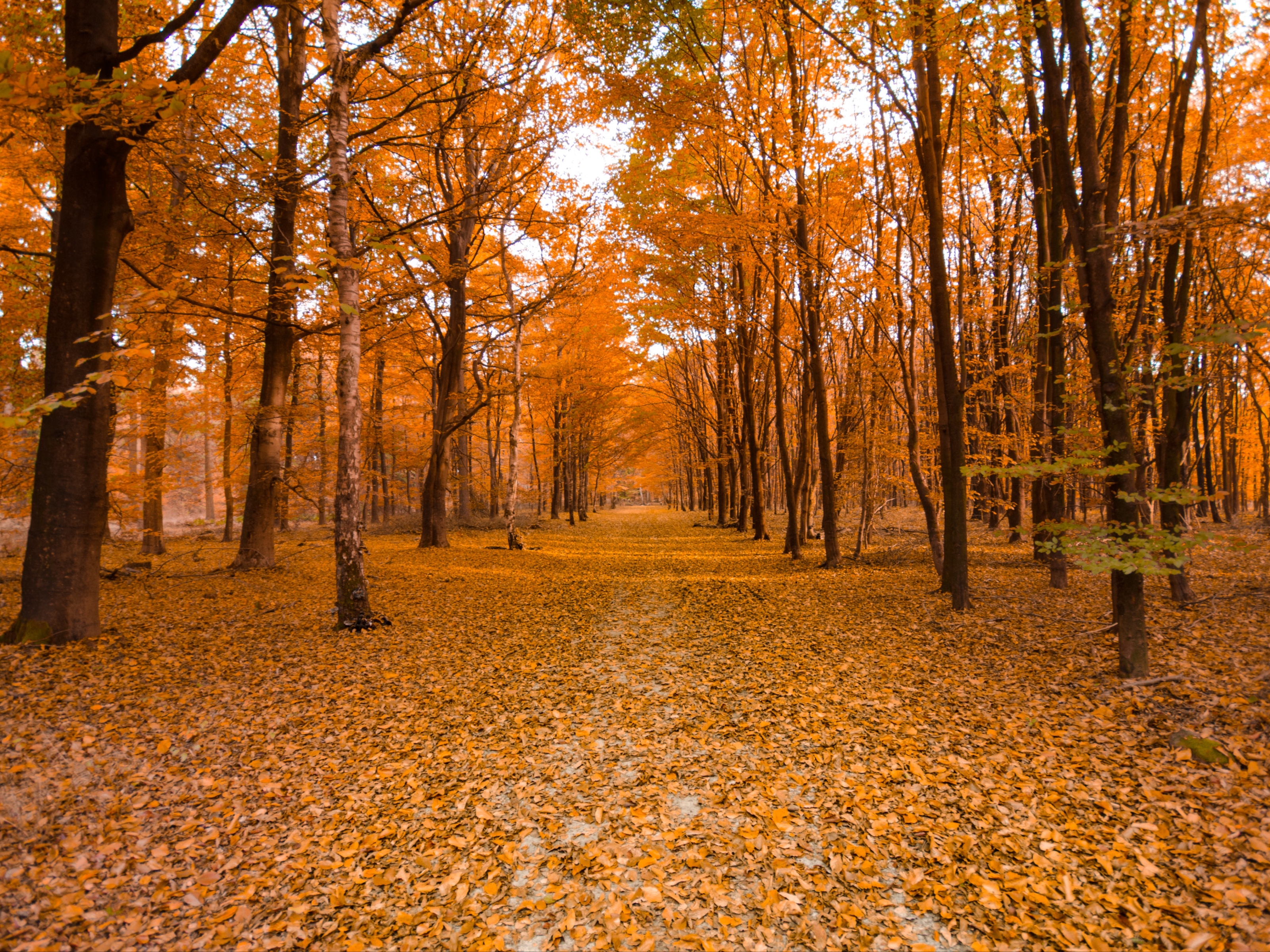 Orange Forest