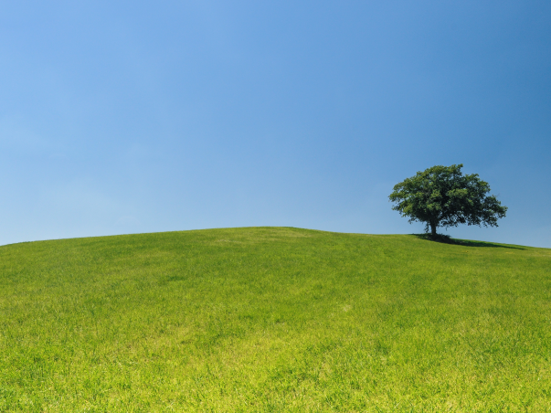 Lonely Tree