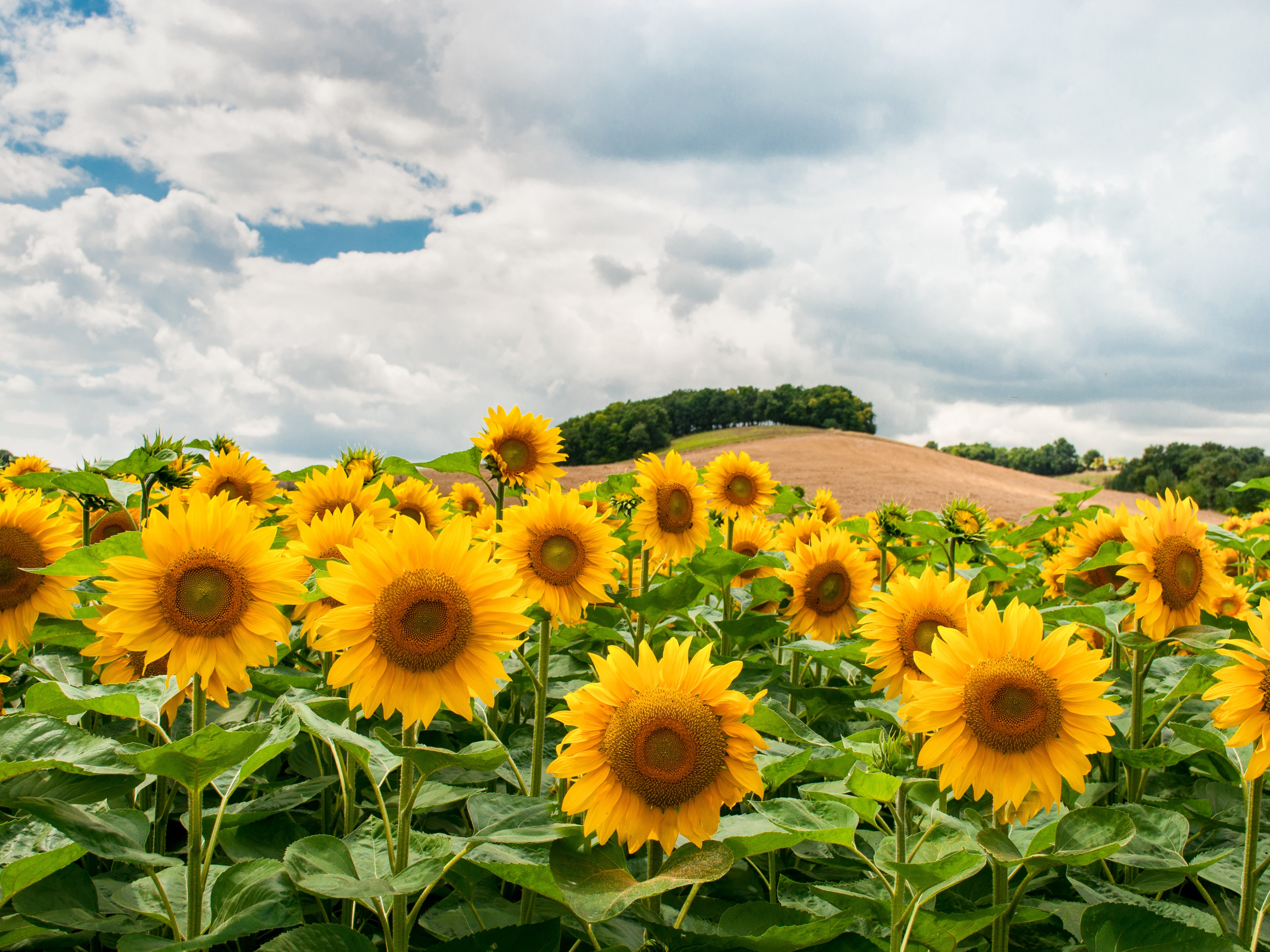 SunFlowers