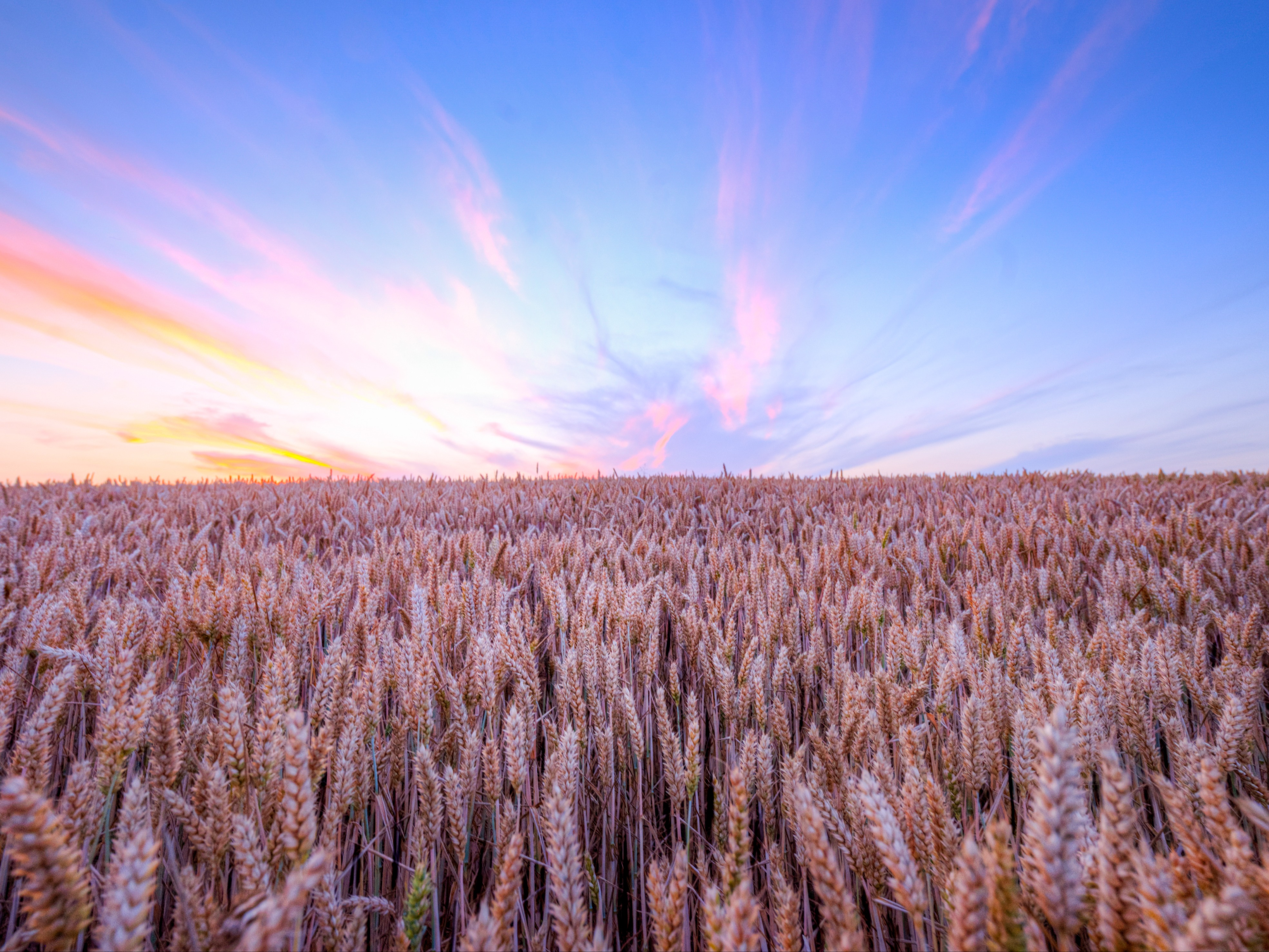 Wheat Field