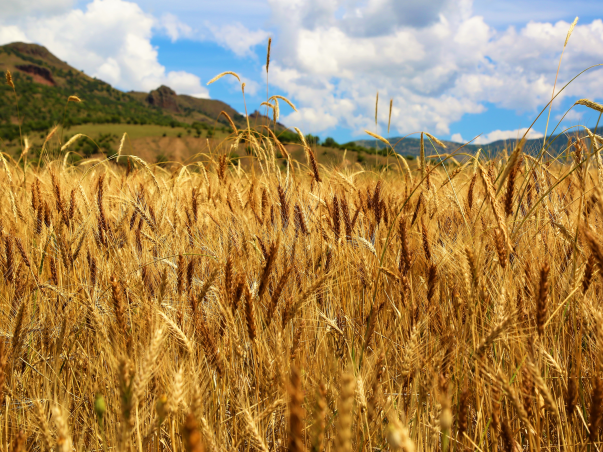 Wheat Field II