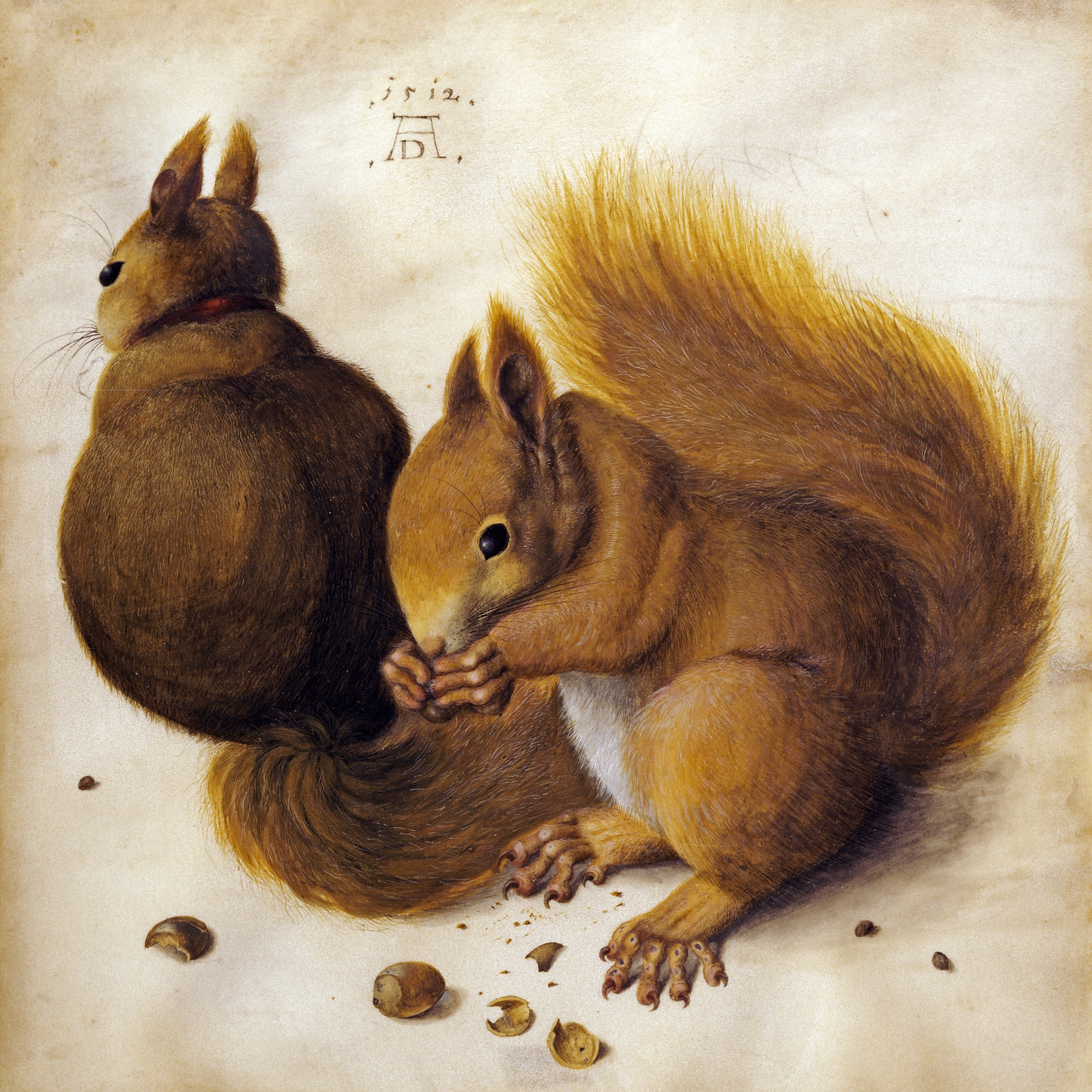 Two squirrels