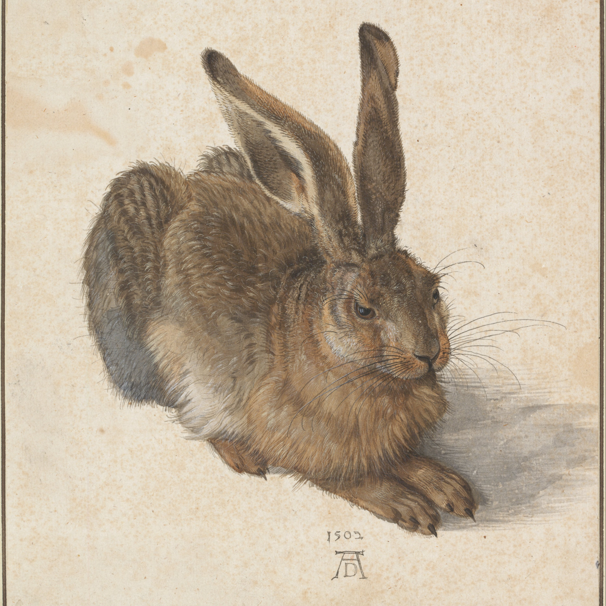 Young Hare