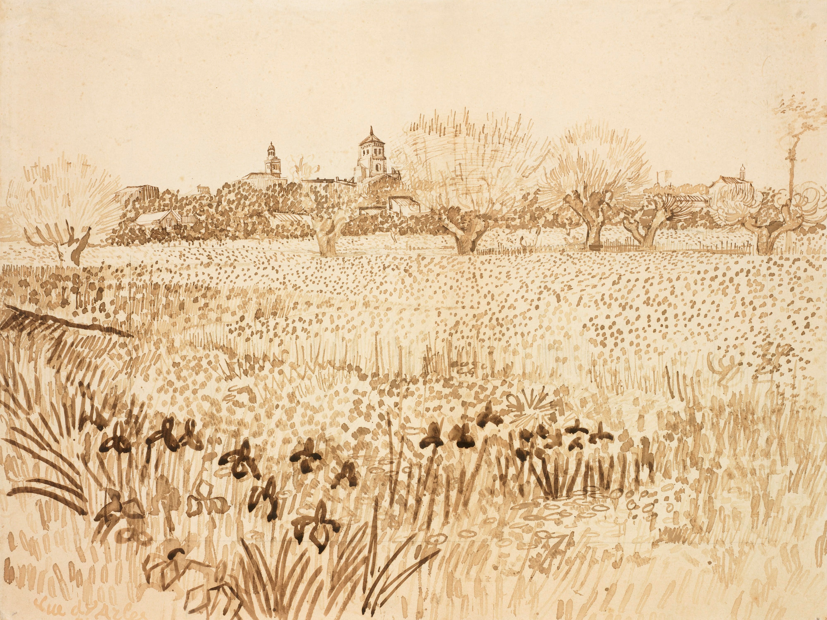 Field with Flowers