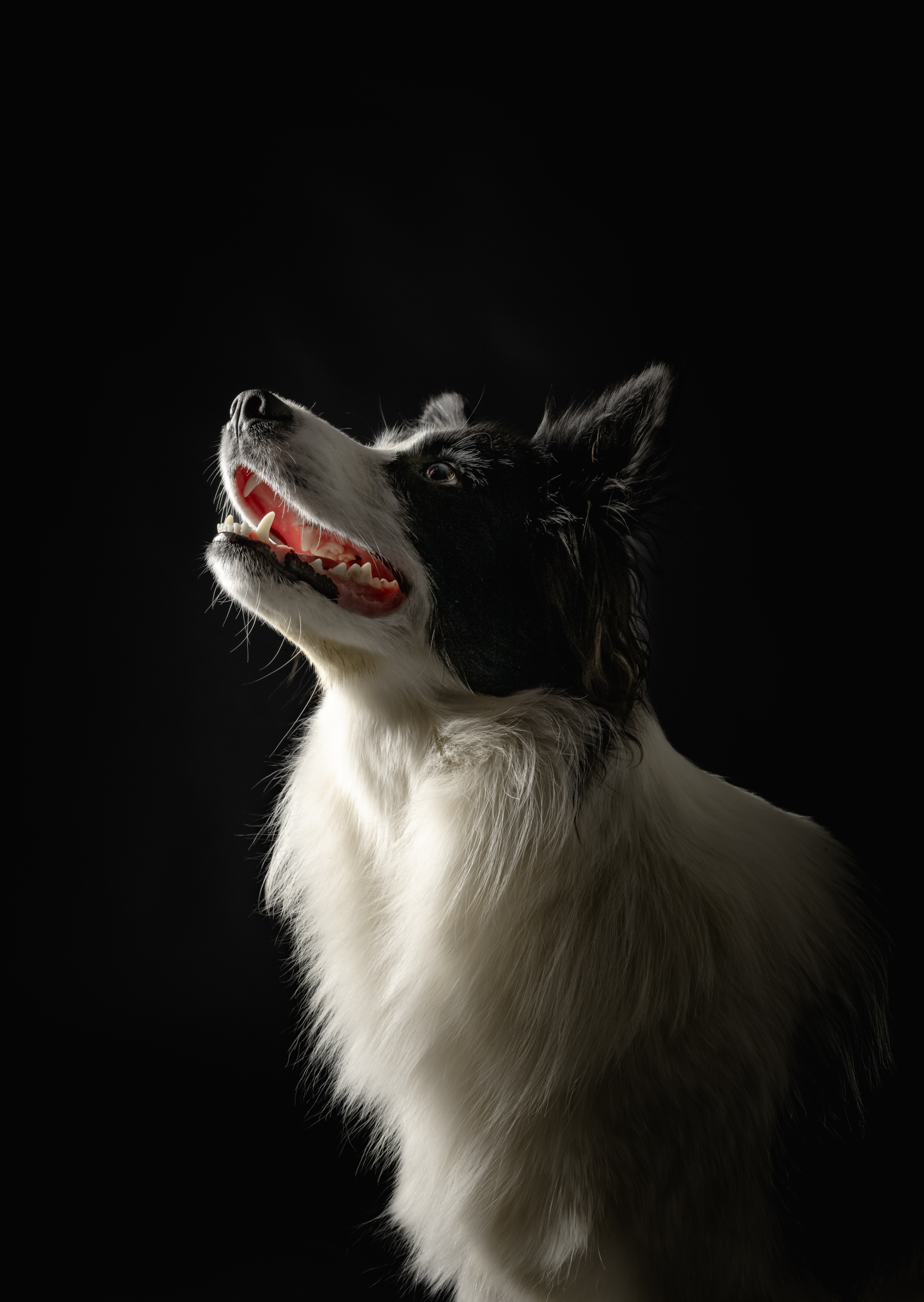 Epic Dog